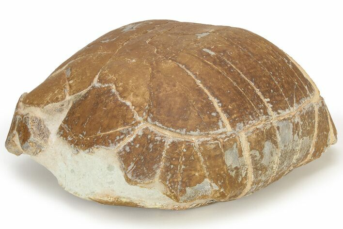 Colorful Fossil Tortoise (Stylemys) - South Dakota #235561